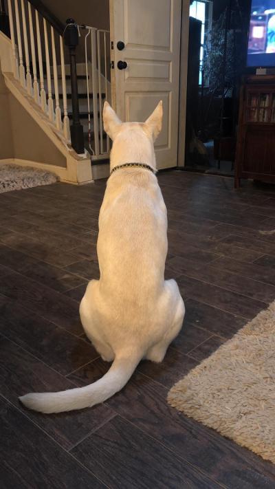 Mia, a Adoptable mixed breed in Houston, TX image 6/12