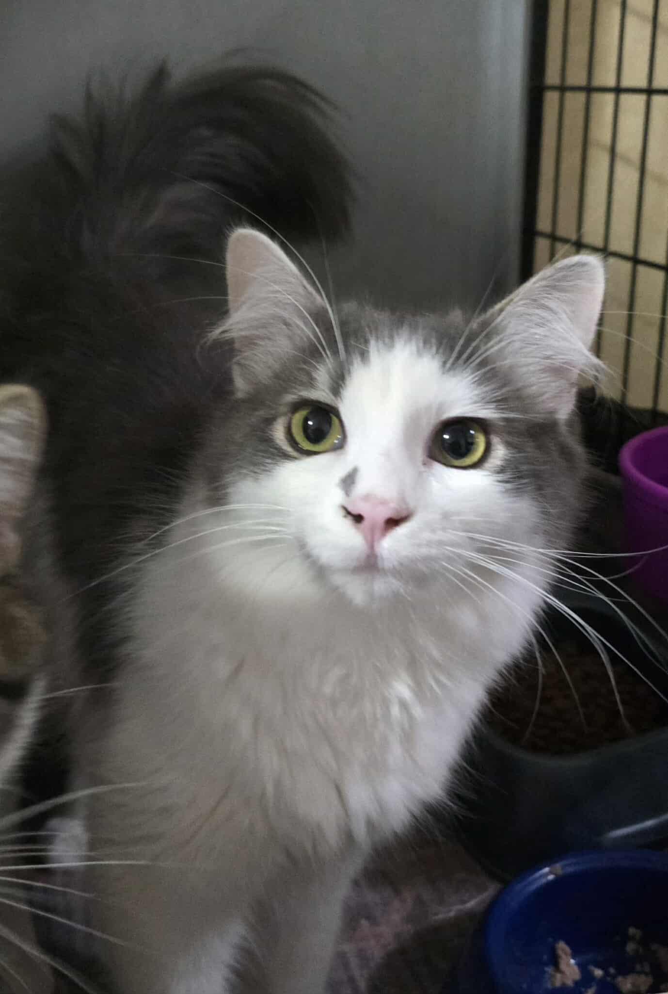 Enlarge Moxee & Granger, a Adoptable mixed breed in Seattle, WA image 3/5