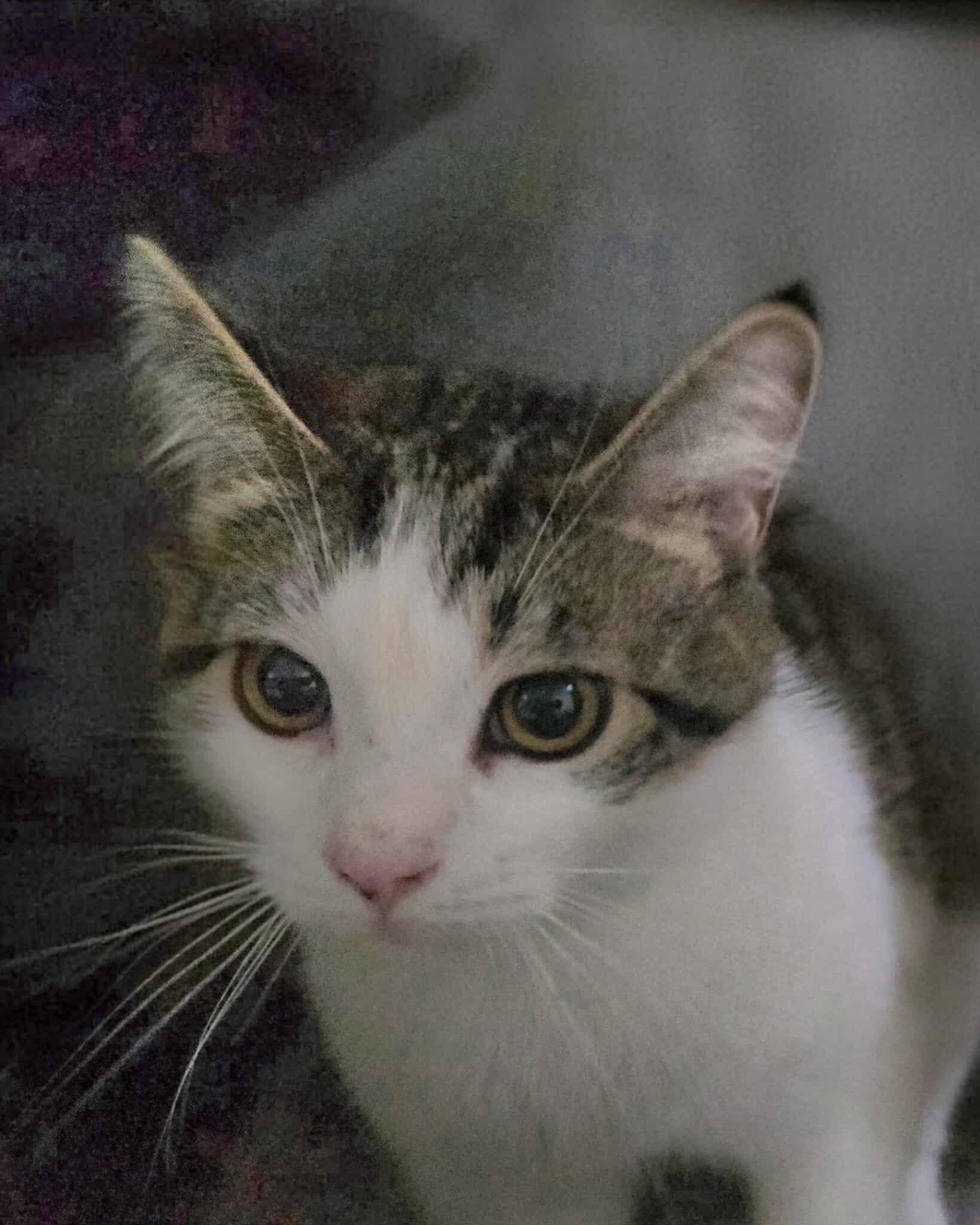 Enlarge Moxee & Granger, a Adoptable mixed breed in Seattle, WA image 4/5