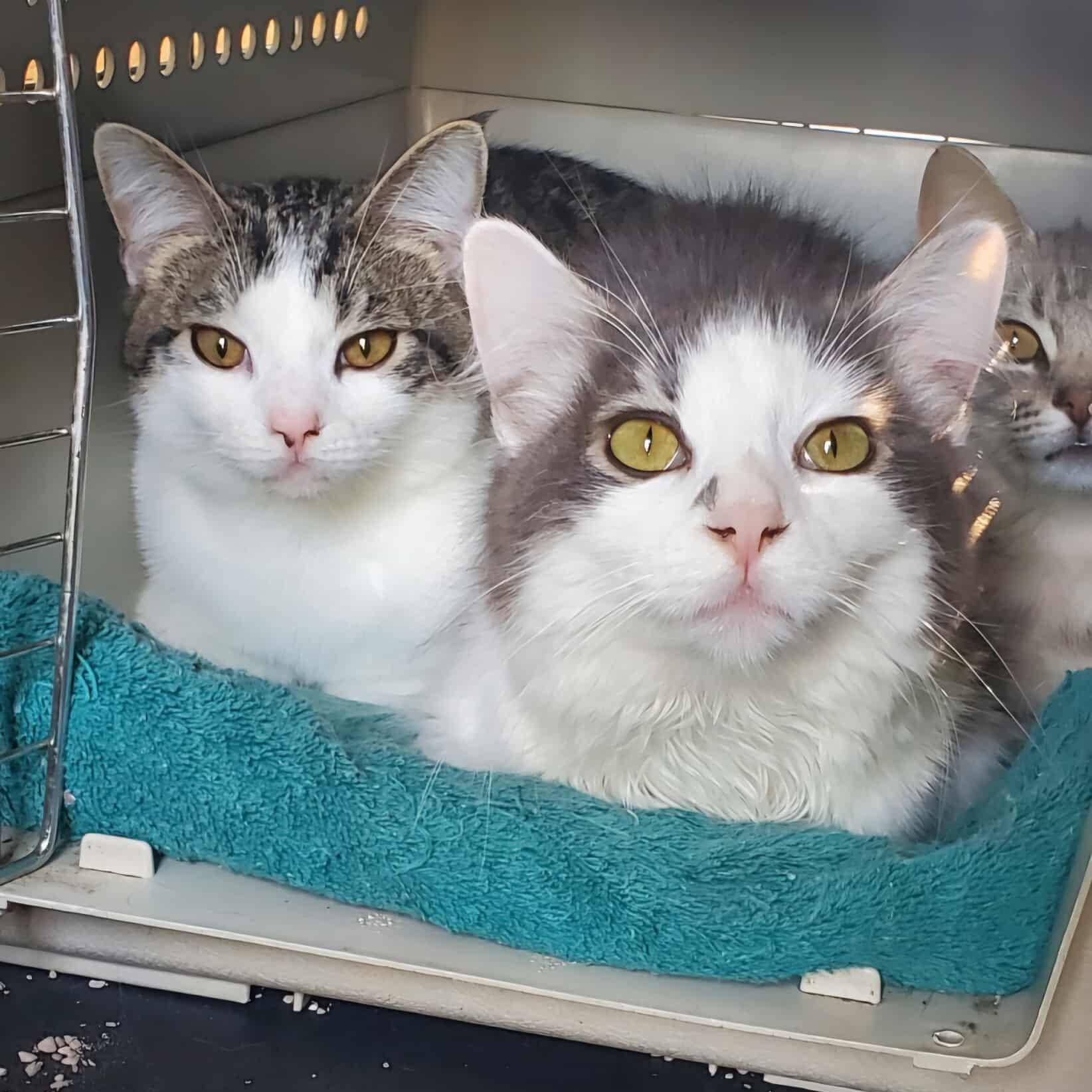 Enlarge Moxee & Granger, a Adoptable mixed breed in Seattle, WA image 1/5