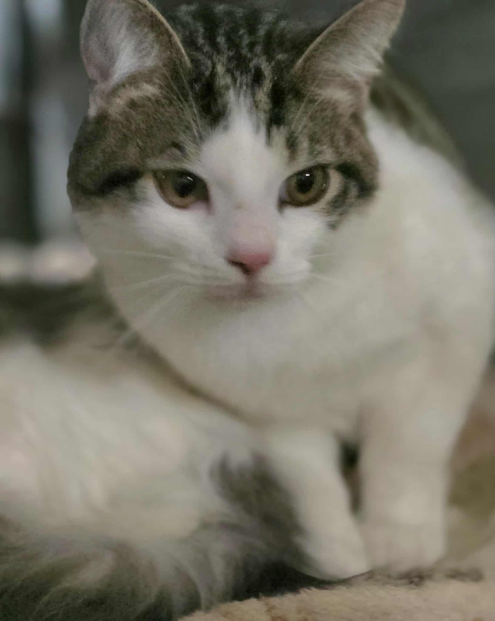Enlarge Moxee & Granger, a Adoptable mixed breed in Seattle, WA image 5/5