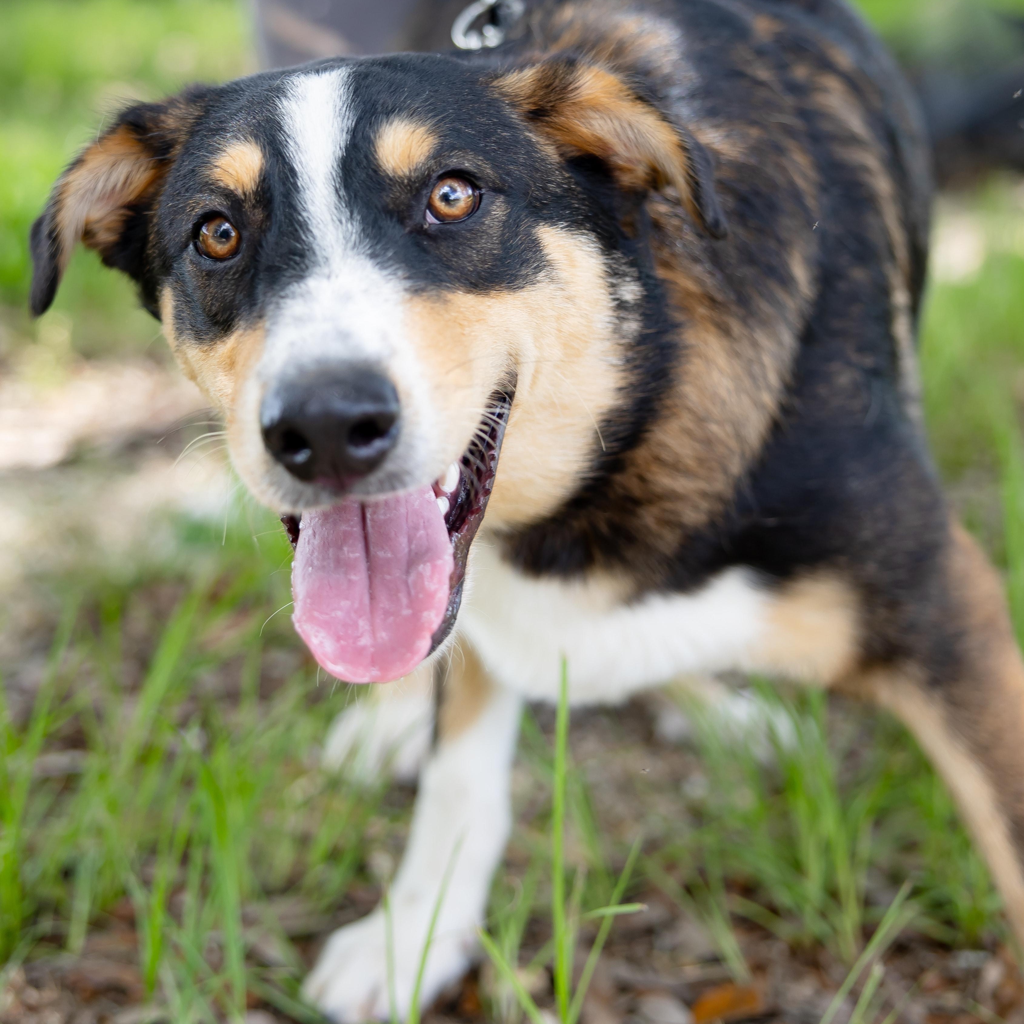 Enlarge Kelce, a Adoptable mixed breed in Albany, NY image 3/5