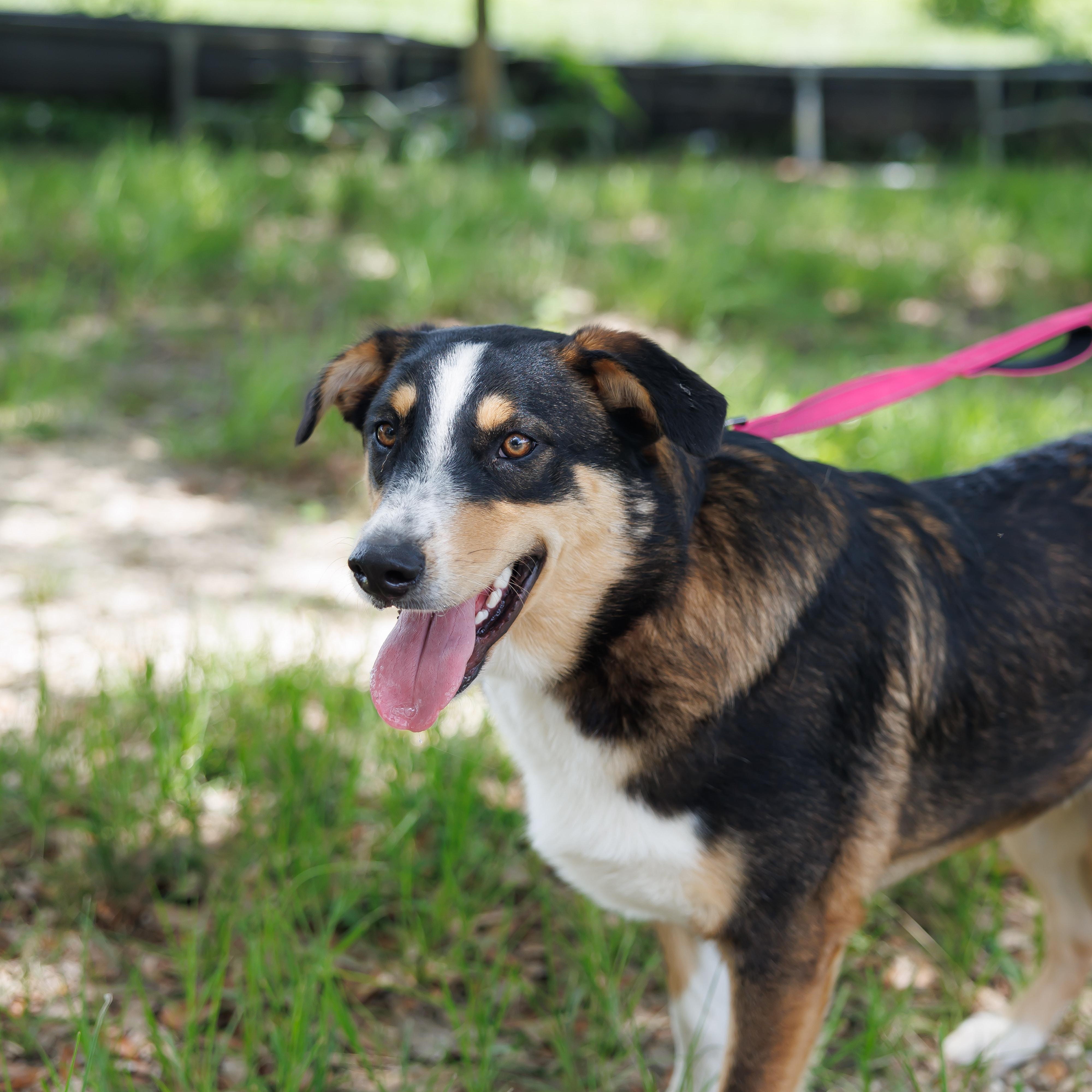Enlarge Kelce, a Adoptable mixed breed in Albany, NY image 2/5