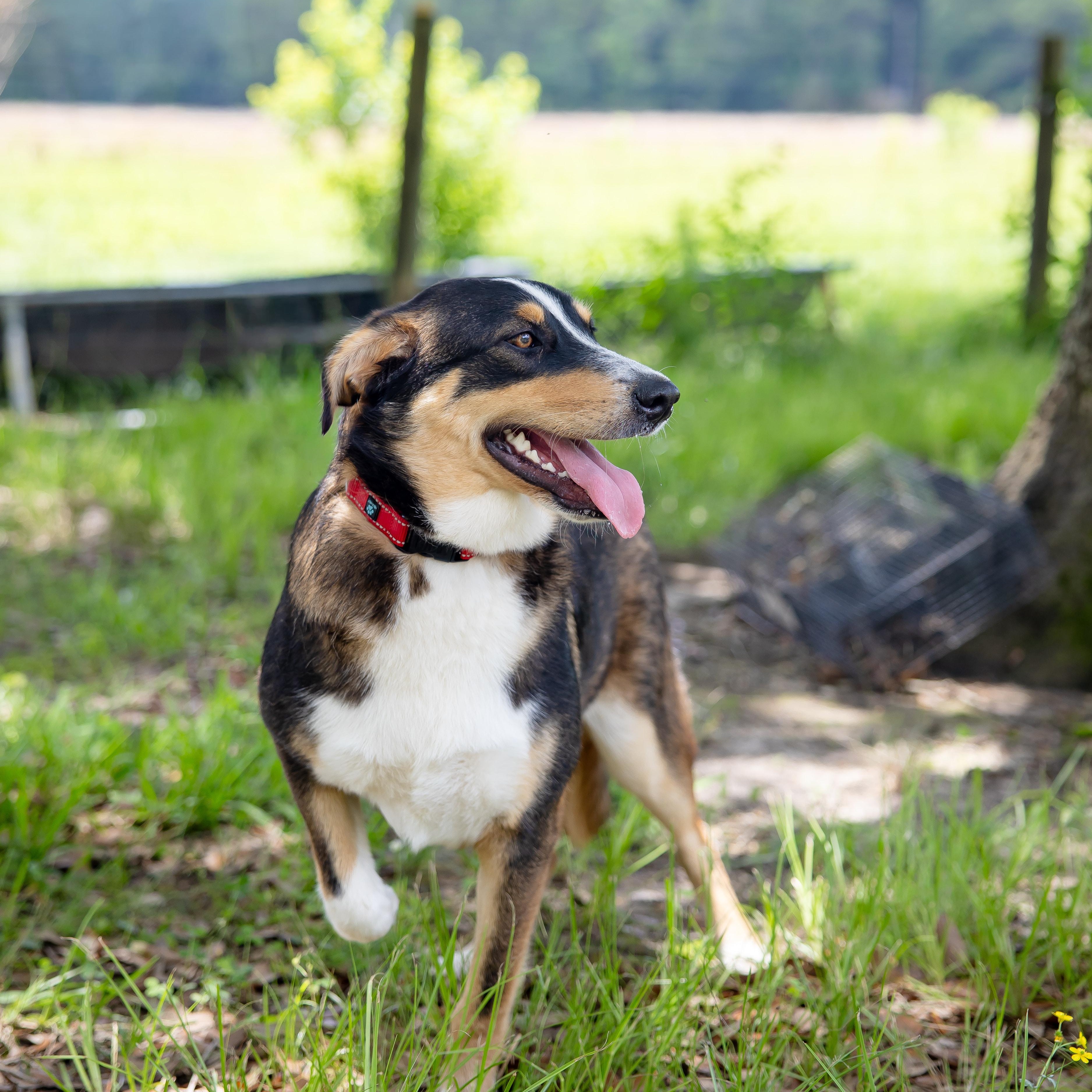 Enlarge Kelce, a Adoptable mixed breed in Albany, NY image 4/5