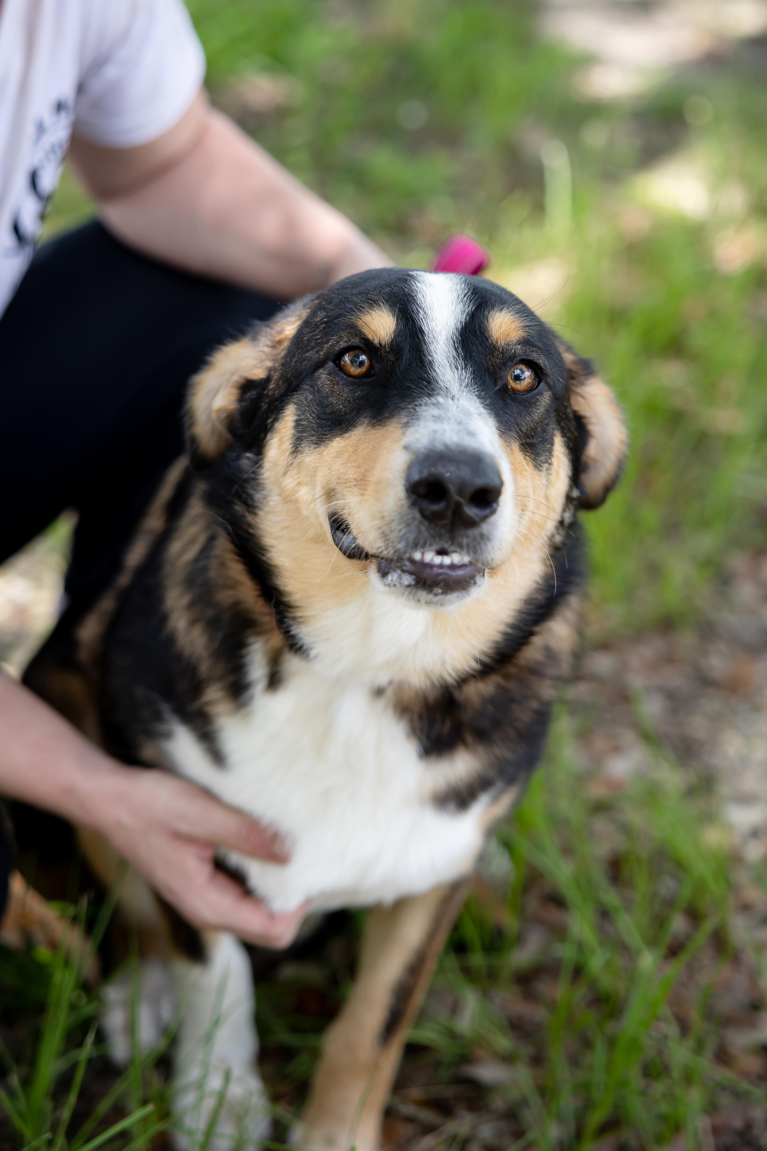 Enlarge Kelce, a Adoptable mixed breed in Albany, NY image 5/5