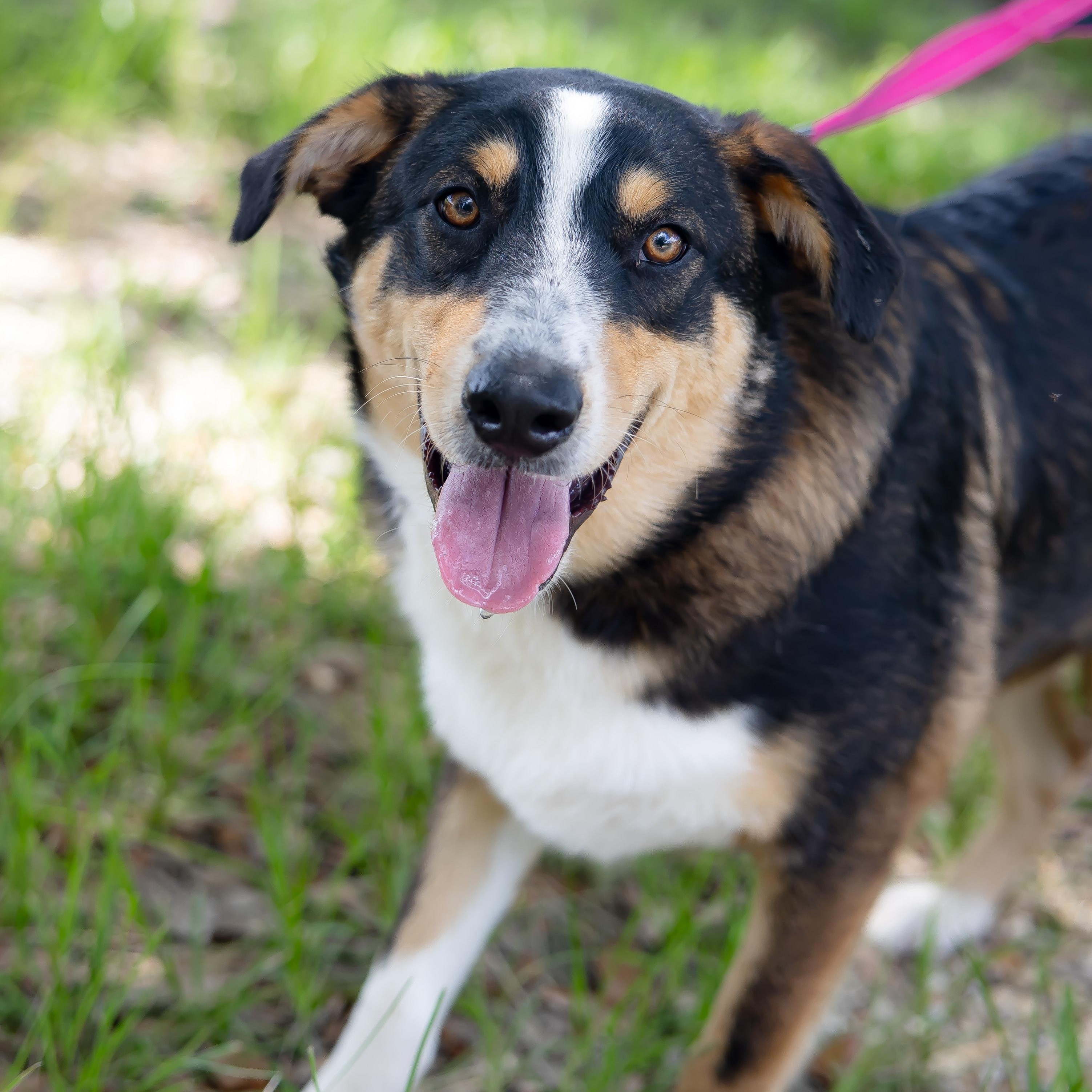 Enlarge Kelce, a Adoptable mixed breed in Albany, NY image 1/5