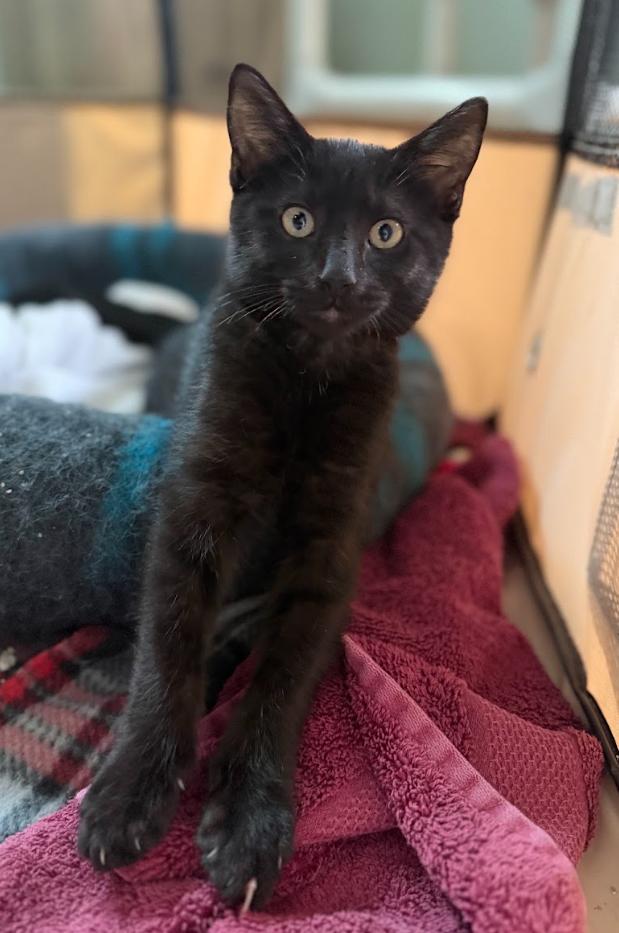 Nox, a Adoptable Domestic Short Hair in Rochester, NY image 2/3