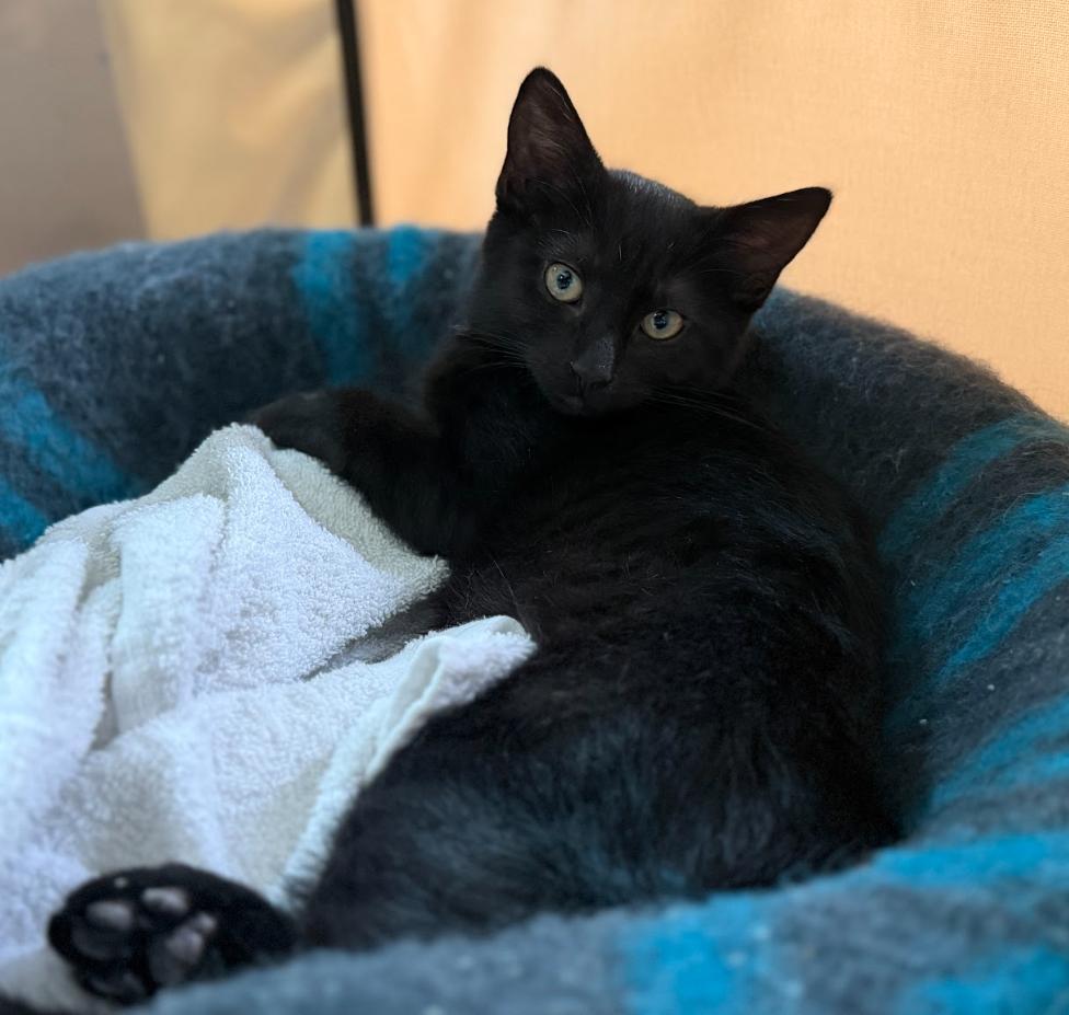 Nox, a Adoptable Domestic Short Hair in Rochester, NY image 3/3