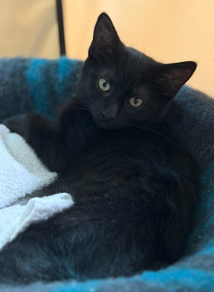 Nox, Adoptable, Kitten Male Domestic Short Hair.