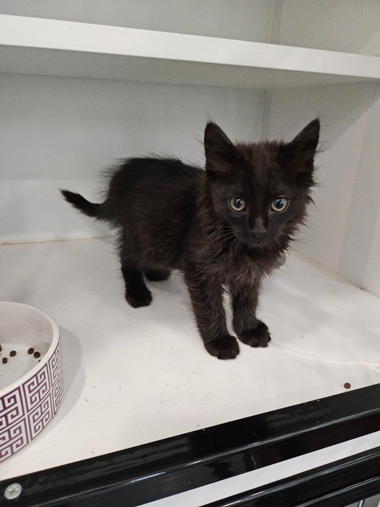 Larry, Adopted, Young Male Domestic Medium Hair.