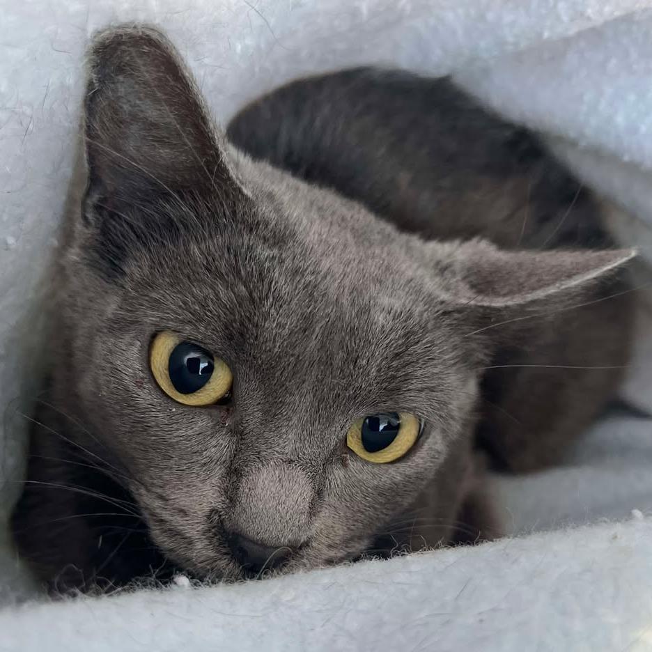 Enlarge Doc, a Adoptable Domestic Short Hair in Milan, IL image 1/1