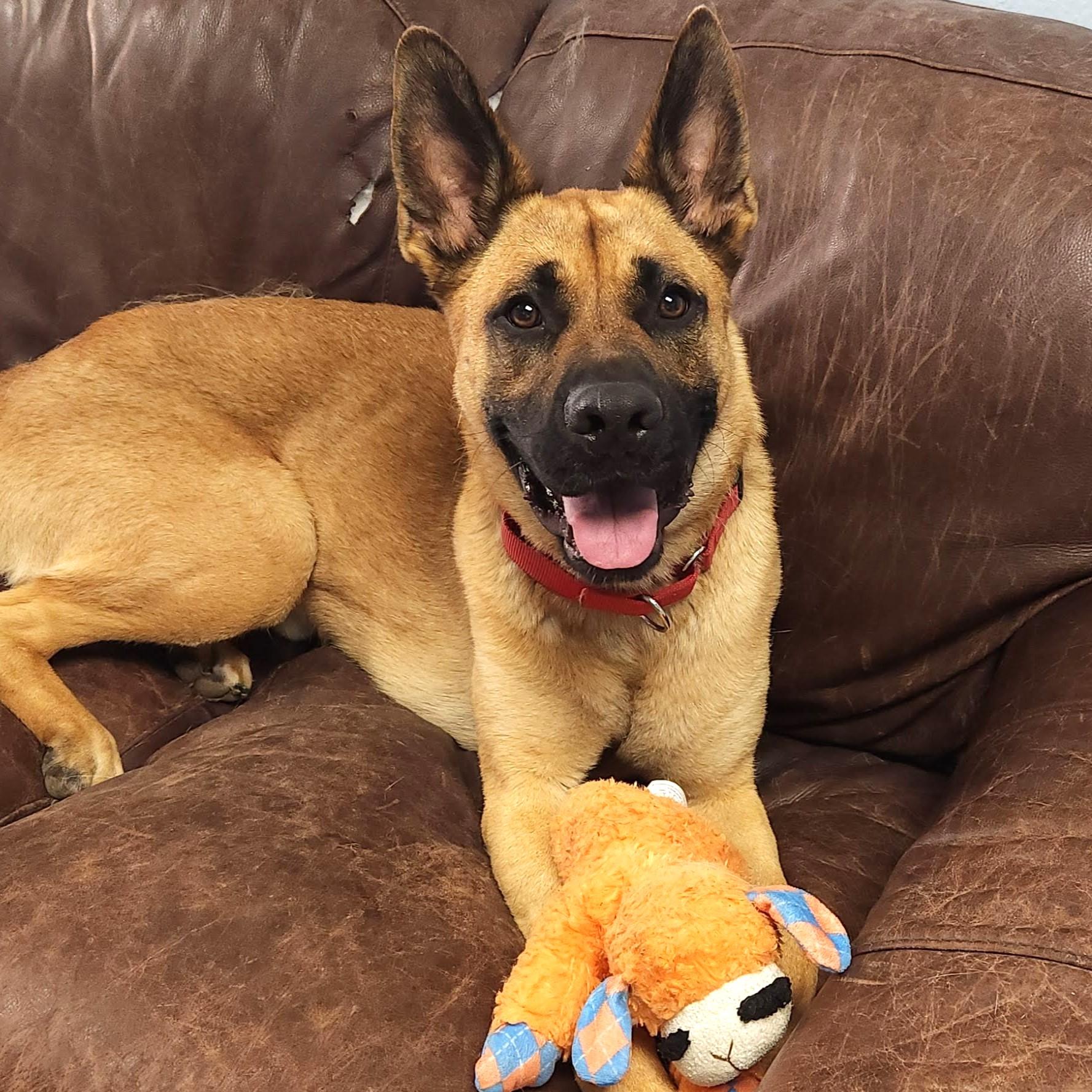 Bandit, Adult Male German Shepherd Dog