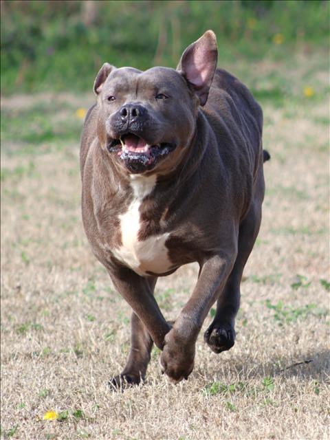 ROXIE, Adoptable, Adult Female Pit Bull Terrier.