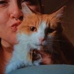 Enlarge Peaches, a Adoptable Domestic Medium Hair in Winter Haven, FL image 2/4