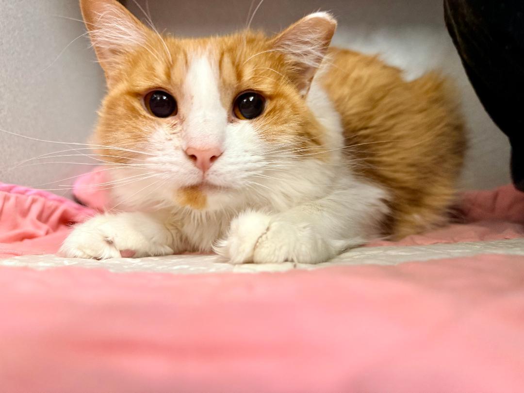 Enlarge Peaches, a Adoptable Domestic Medium Hair in Winter Haven, FL image 3/4