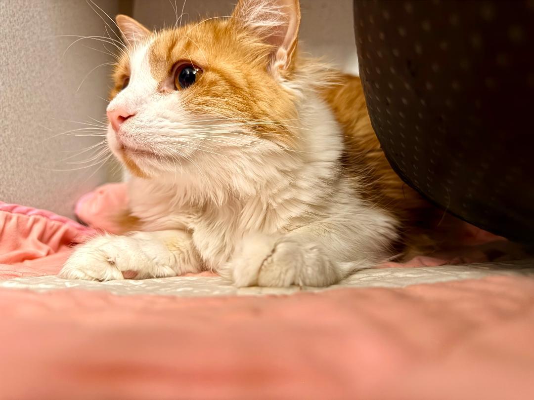 Enlarge Peaches, a Adoptable Domestic Medium Hair in Winter Haven, FL image 4/4