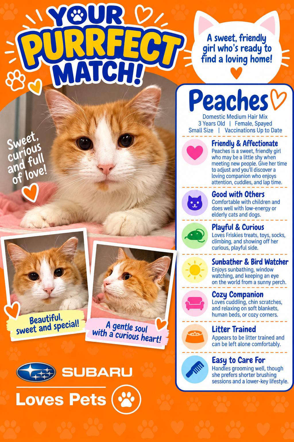 Peaches, Adoptable, Adult Female Domestic Medium Hair.