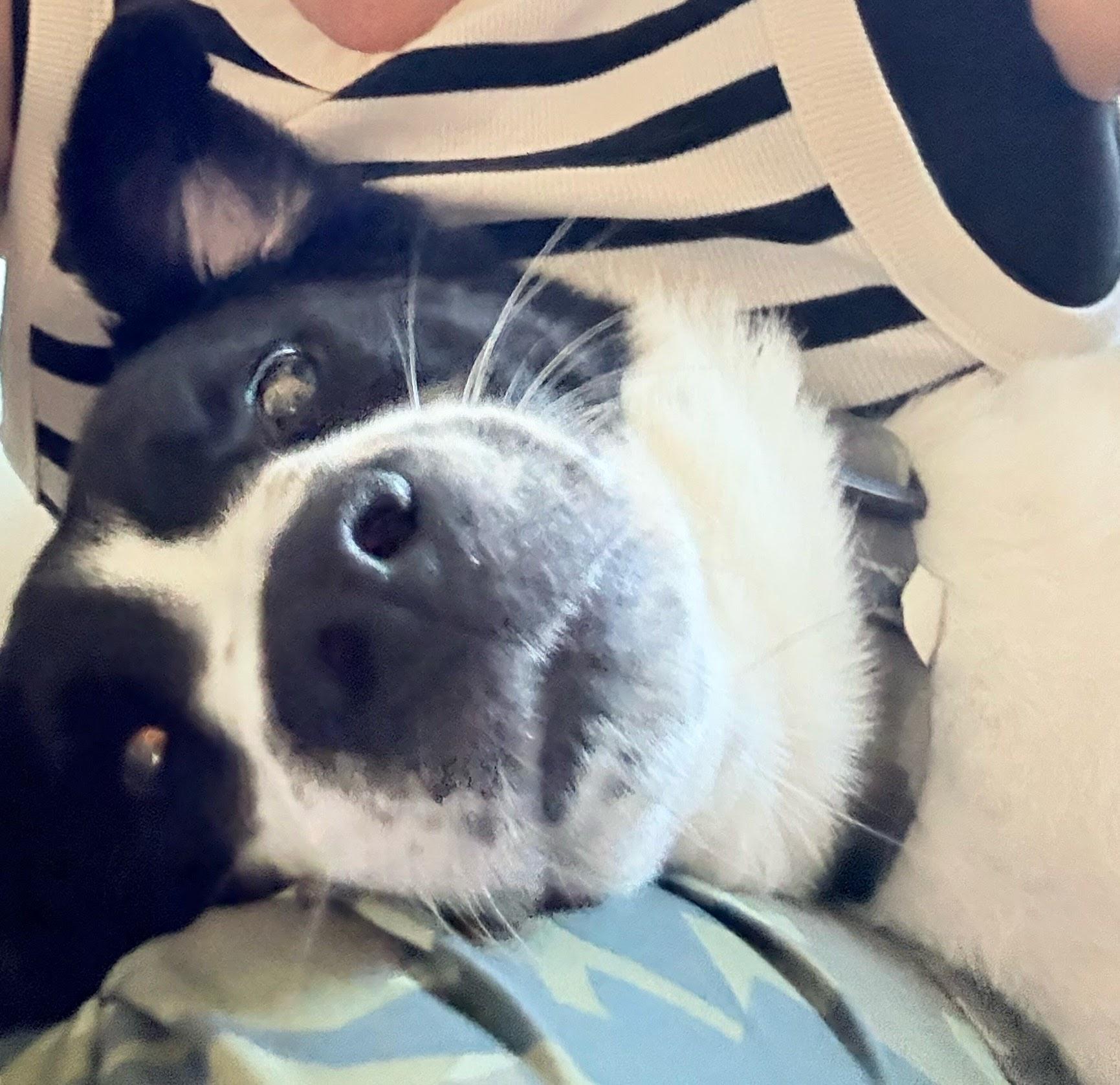 Enlarge Dakota, a ADOPTABLE mixed breed in Rancho Santa Margarita, CA image 2/5