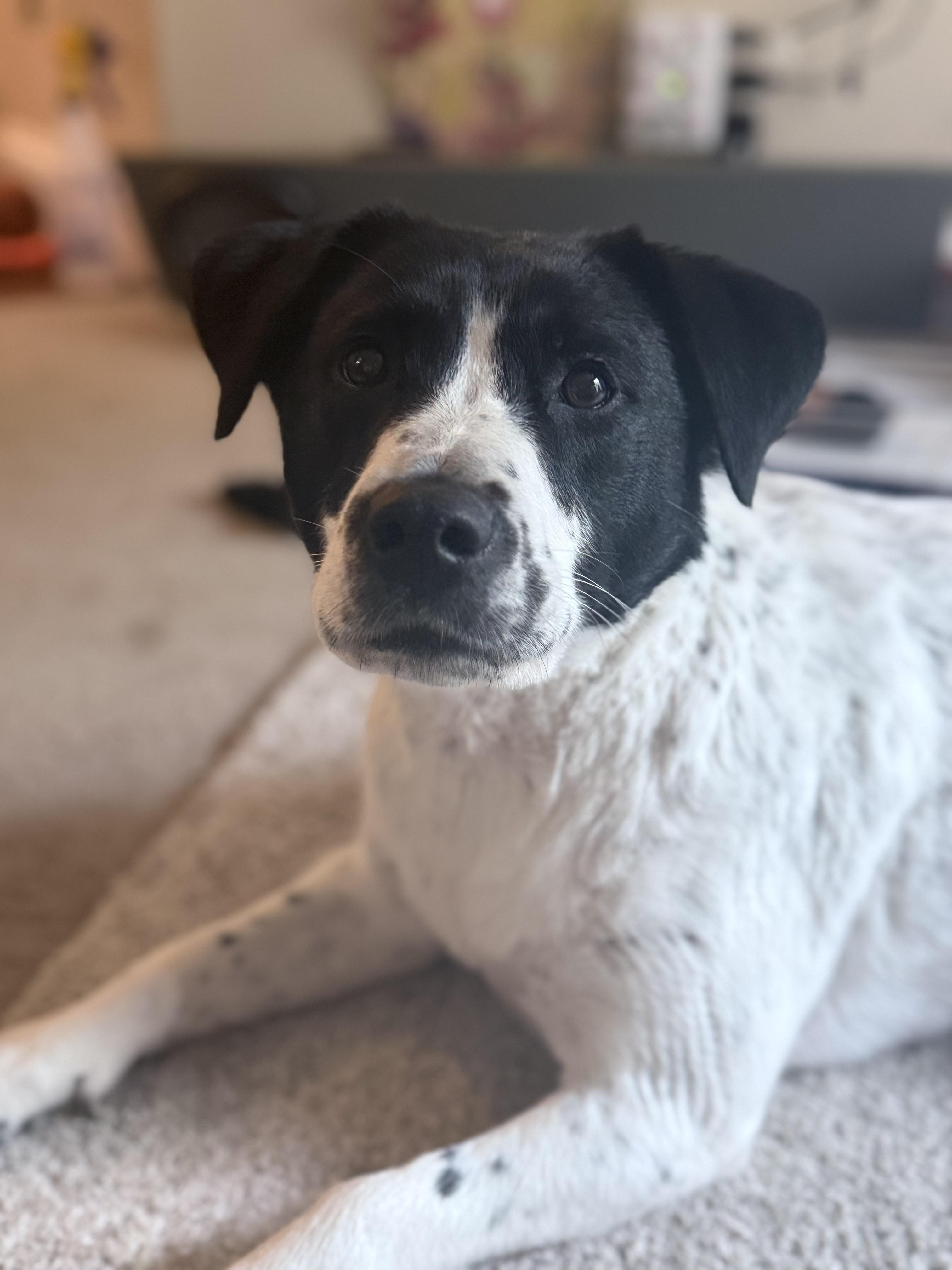 Enlarge Dakota, a ADOPTABLE mixed breed in Rancho Santa Margarita, CA image 5/5