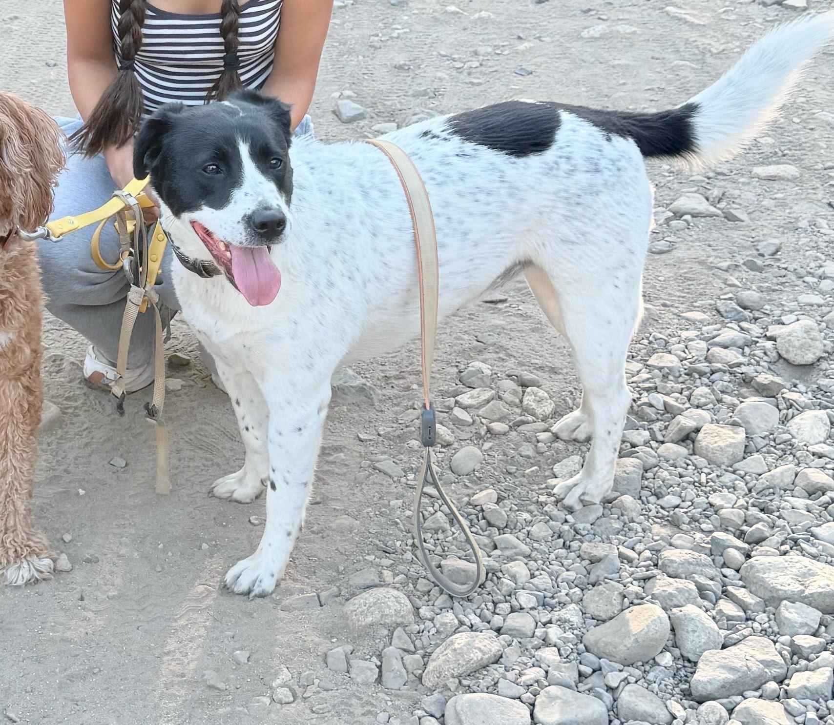 Enlarge Dakota, a ADOPTABLE mixed breed in Rancho Santa Margarita, CA image 4/5