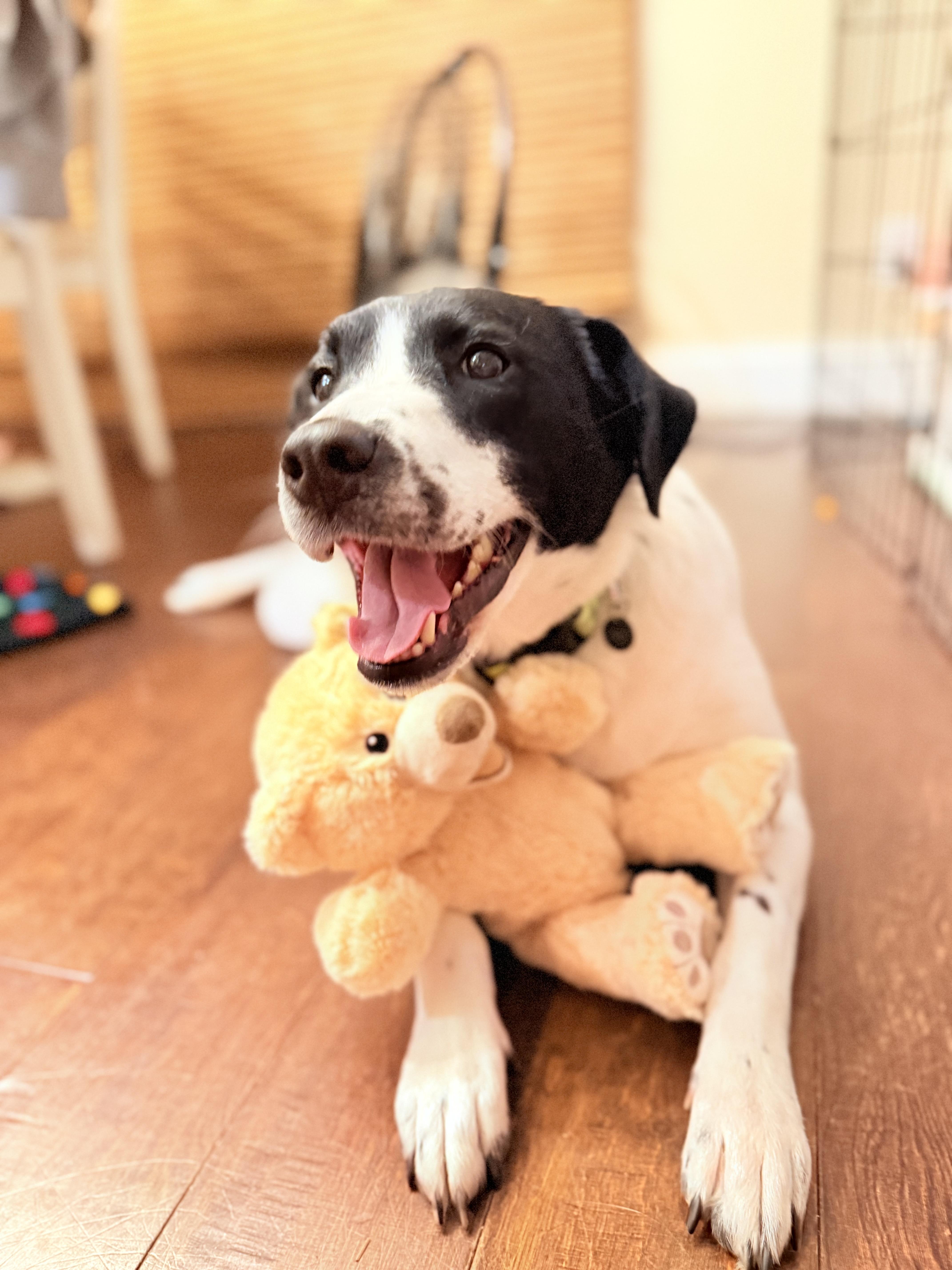 Enlarge Dakota, a ADOPTABLE mixed breed in Rancho Santa Margarita, CA image 3/5