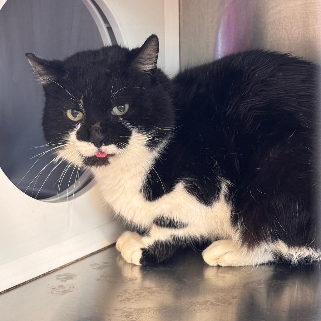 Walnut, a Adoptable Domestic Short Hair in Nashville, IN image 1/2