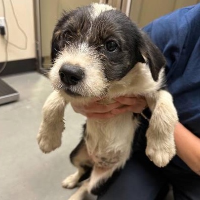 Enlarge Blackberry Jam, a Adoptable mixed breed in Bellingham, WA image 1/1