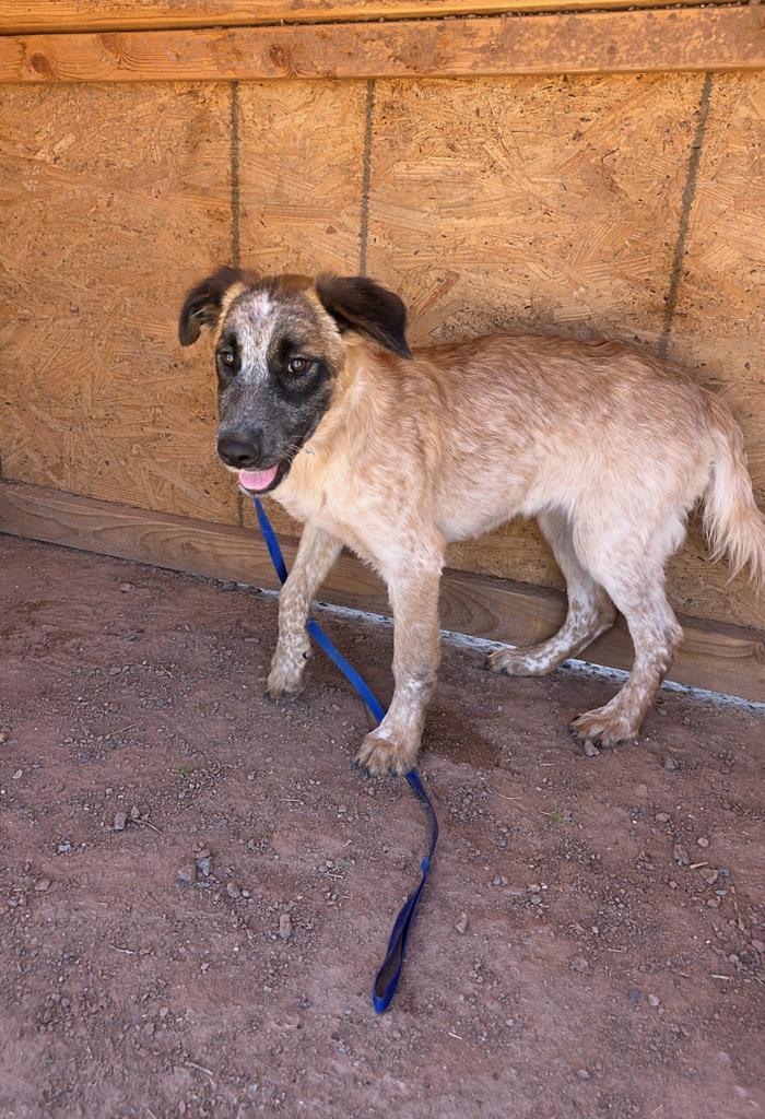 Blossom, Adoptable, Puppy Female Cattle Dog.