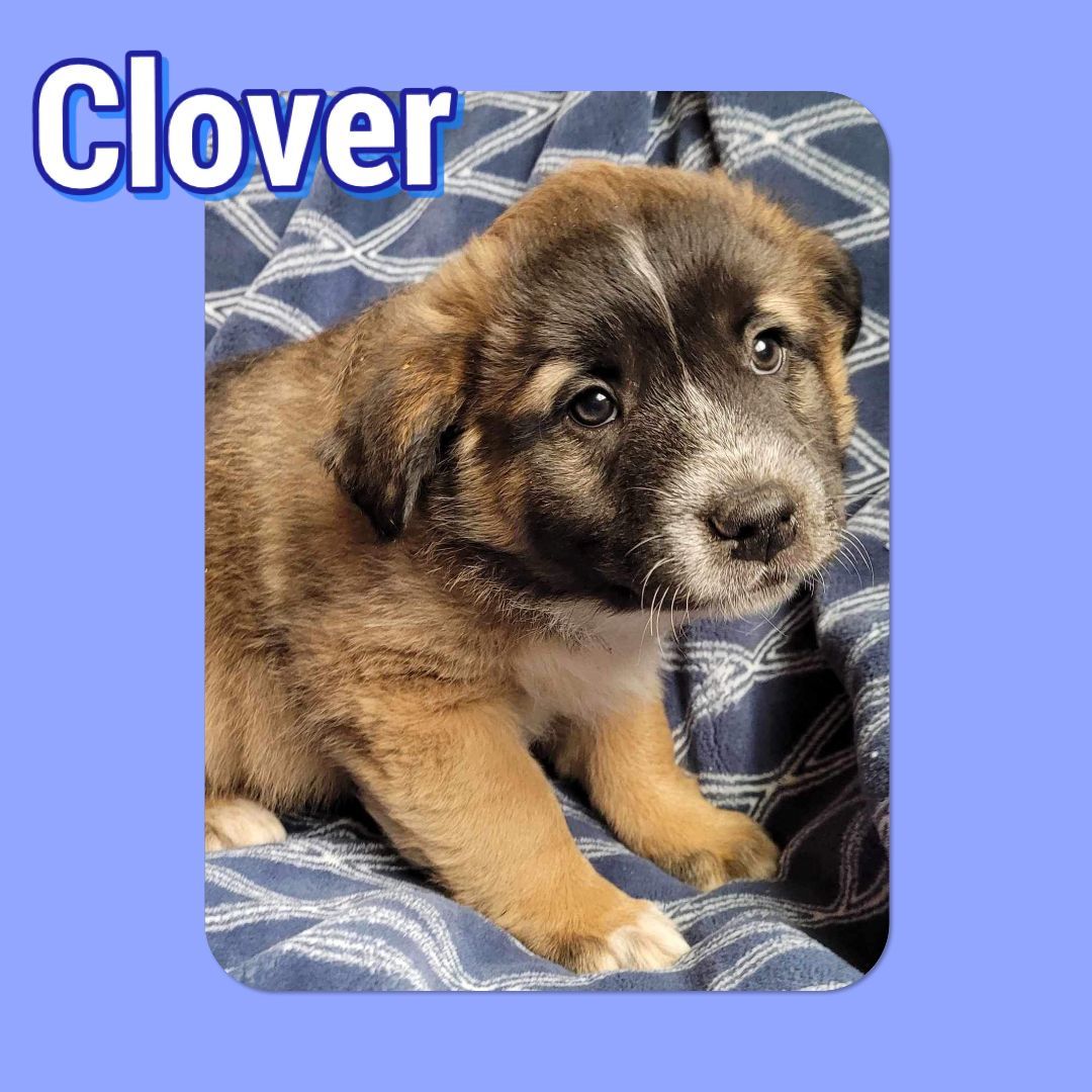 Clover, Adopted, Puppy Male Border Collie & Australian Shepherd.