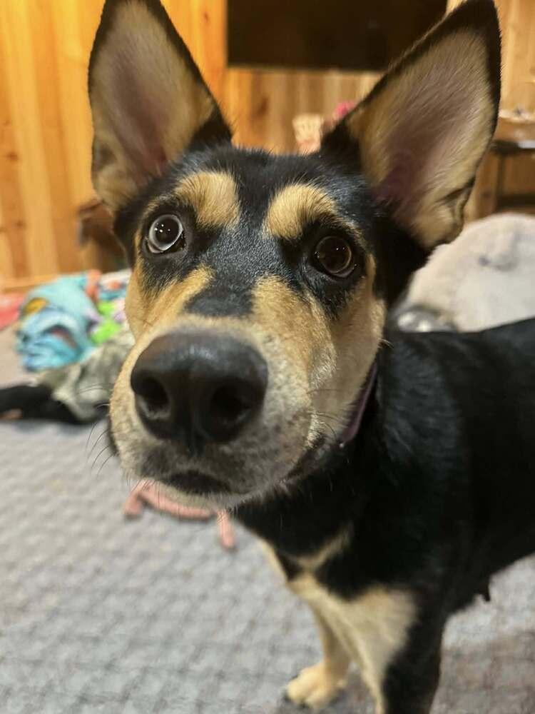 Maxina, Adoptable, Adult Female German Shepherd Dog.