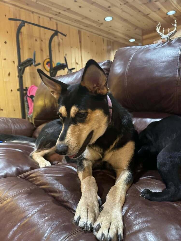 Enlarge Maxina, a Adoptable mixed breed in Fredonia, WI image 2/2