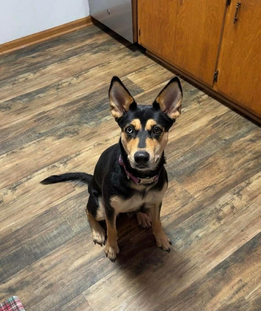 Enlarge Maxina, a Adoptable mixed breed in Fredonia, WI image 2/3