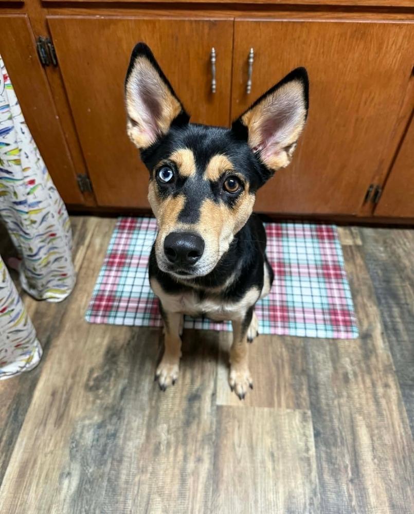 Enlarge Maxina, a Adoptable mixed breed in Fredonia, WI image 3/3