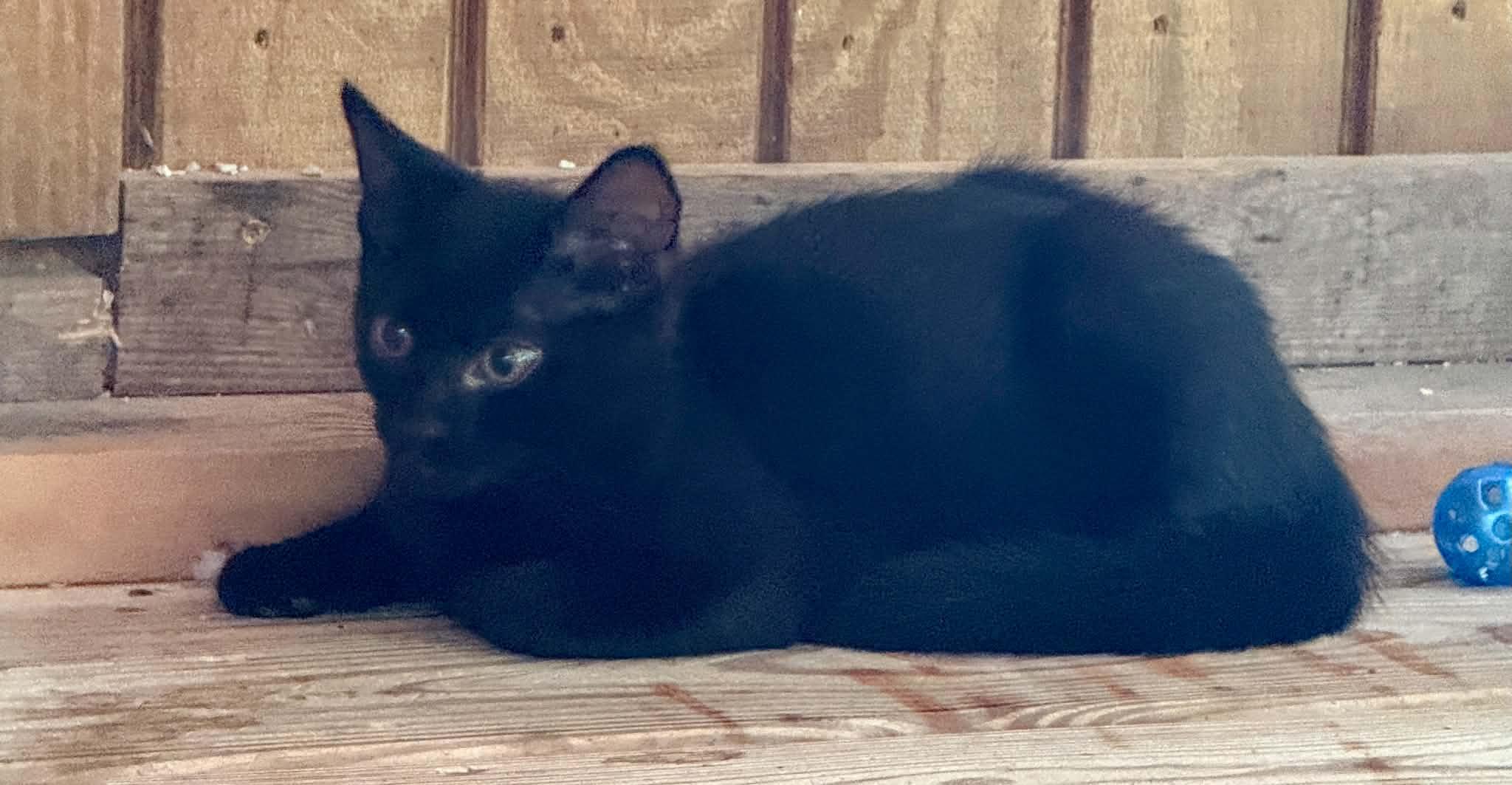 Target, a ADOPTABLE Domestic Short Hair in Talbott, TN image 2/3
