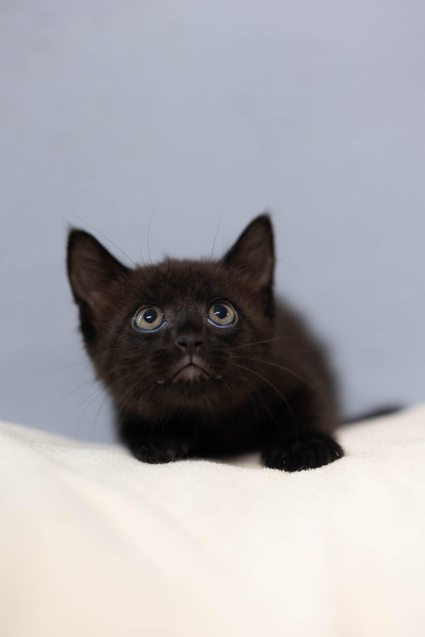 Target, a ADOPTABLE Domestic Short Hair in Talbott, TN image 3/3