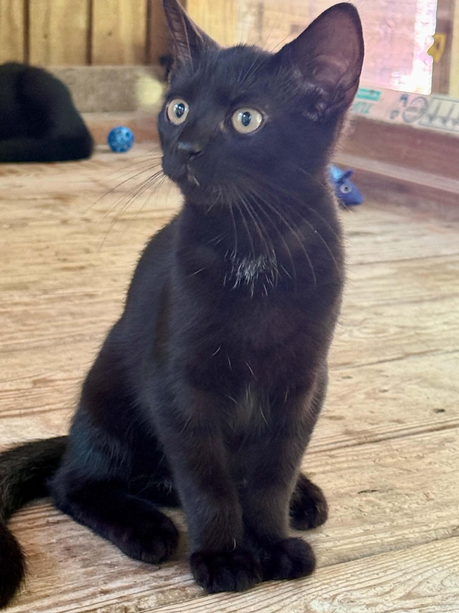 Target, ADOPTABLE, Kitten Male Domestic Short Hair.
