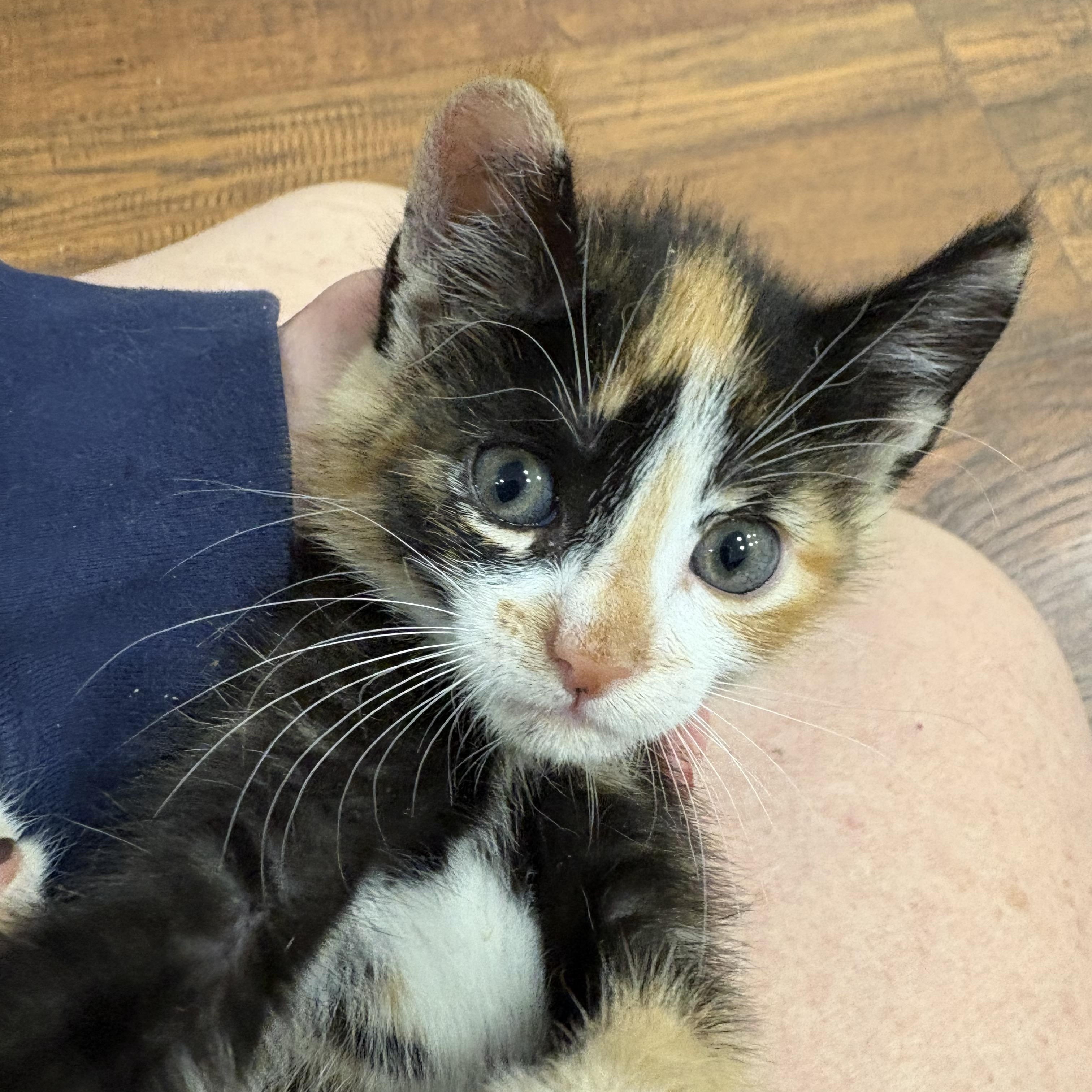 Ella, Baby Female unknown