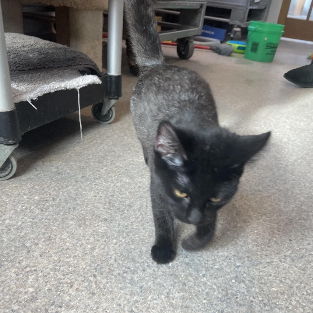 Morticia, a Adoptable Domestic Medium Hair in South Haven, MI image 1/6