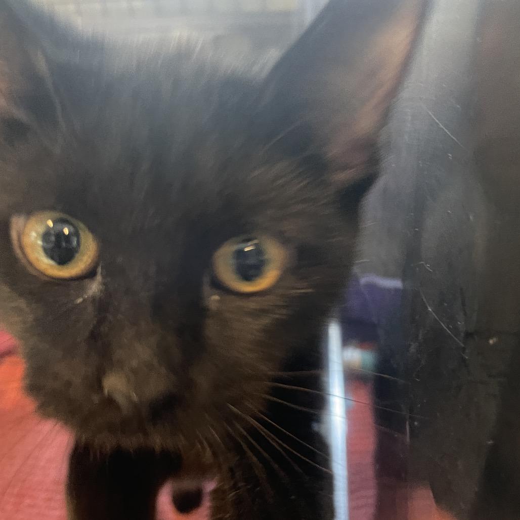 Morticia, a Adoptable Domestic Medium Hair in South Haven, MI image 2/6