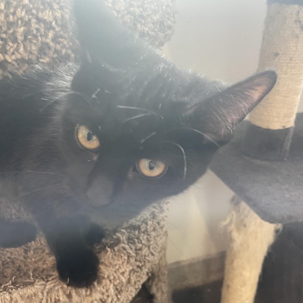 Morticia, a Adoptable Domestic Medium Hair in South Haven, MI image 3/6