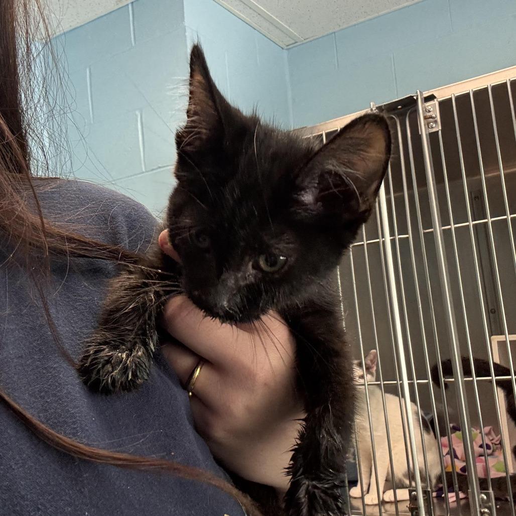 Morticia, a Adoptable Domestic Medium Hair in South Haven, MI image 4/6