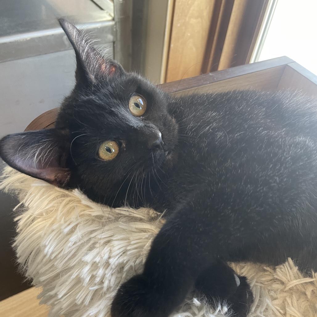Morticia, a Adoptable Domestic Medium Hair in South Haven, MI image 5/6