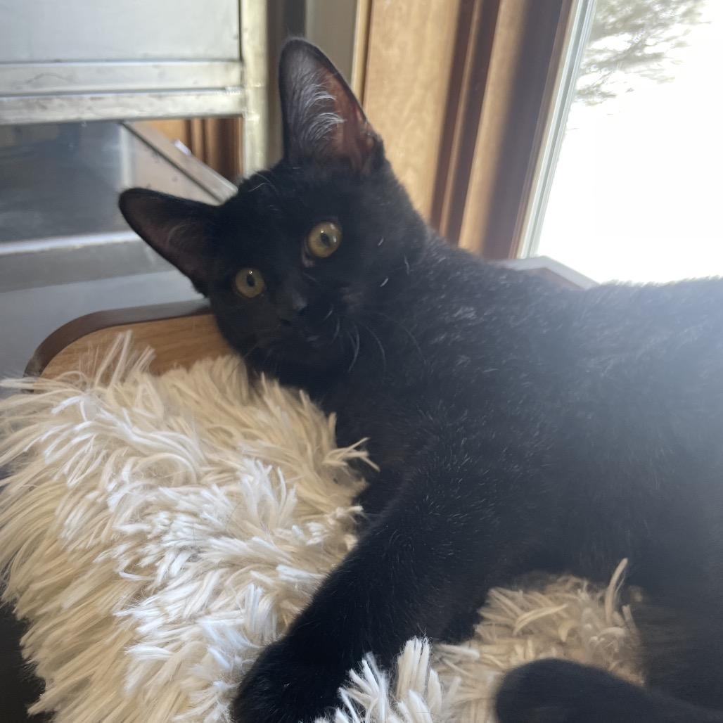 Morticia, a Adoptable Domestic Medium Hair in South Haven, MI image 6/6