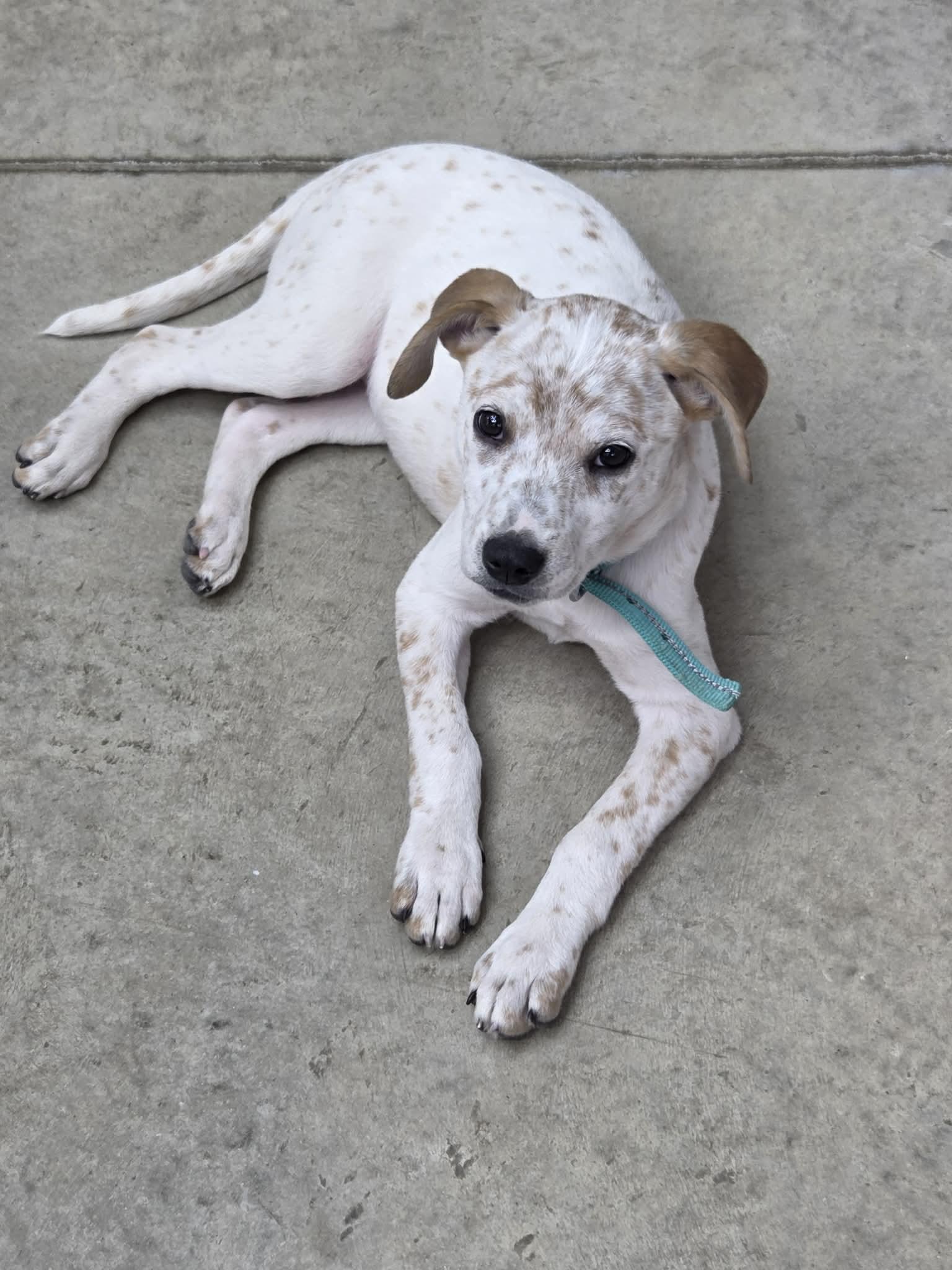 Kimber, Adopted, Young Female Australian Cattle Dog / Blue Heeler.