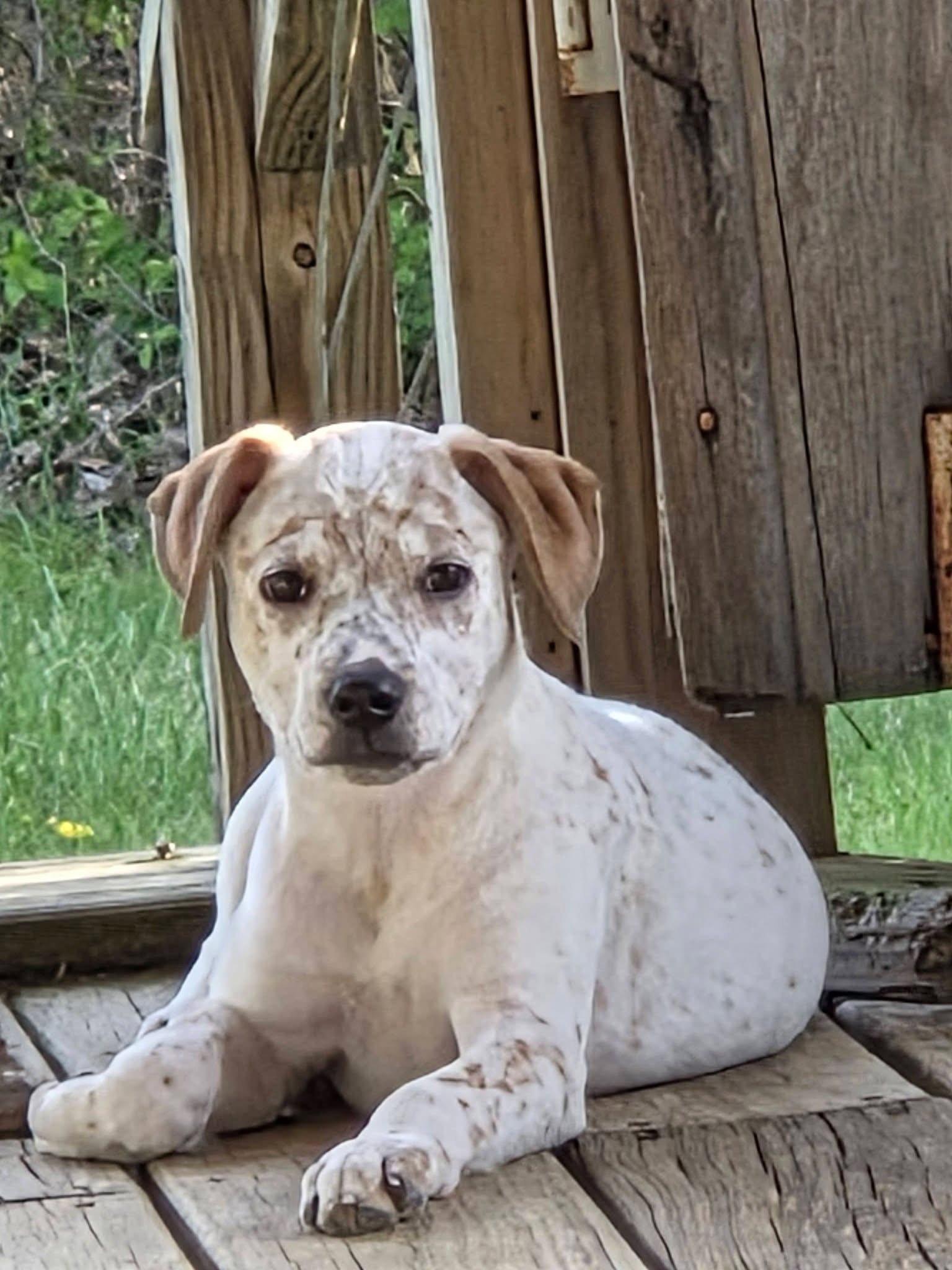 Enlarge Kimber, a Adopted Australian Cattle Dog / Blue Heeler in Columbus, IN image 2/3