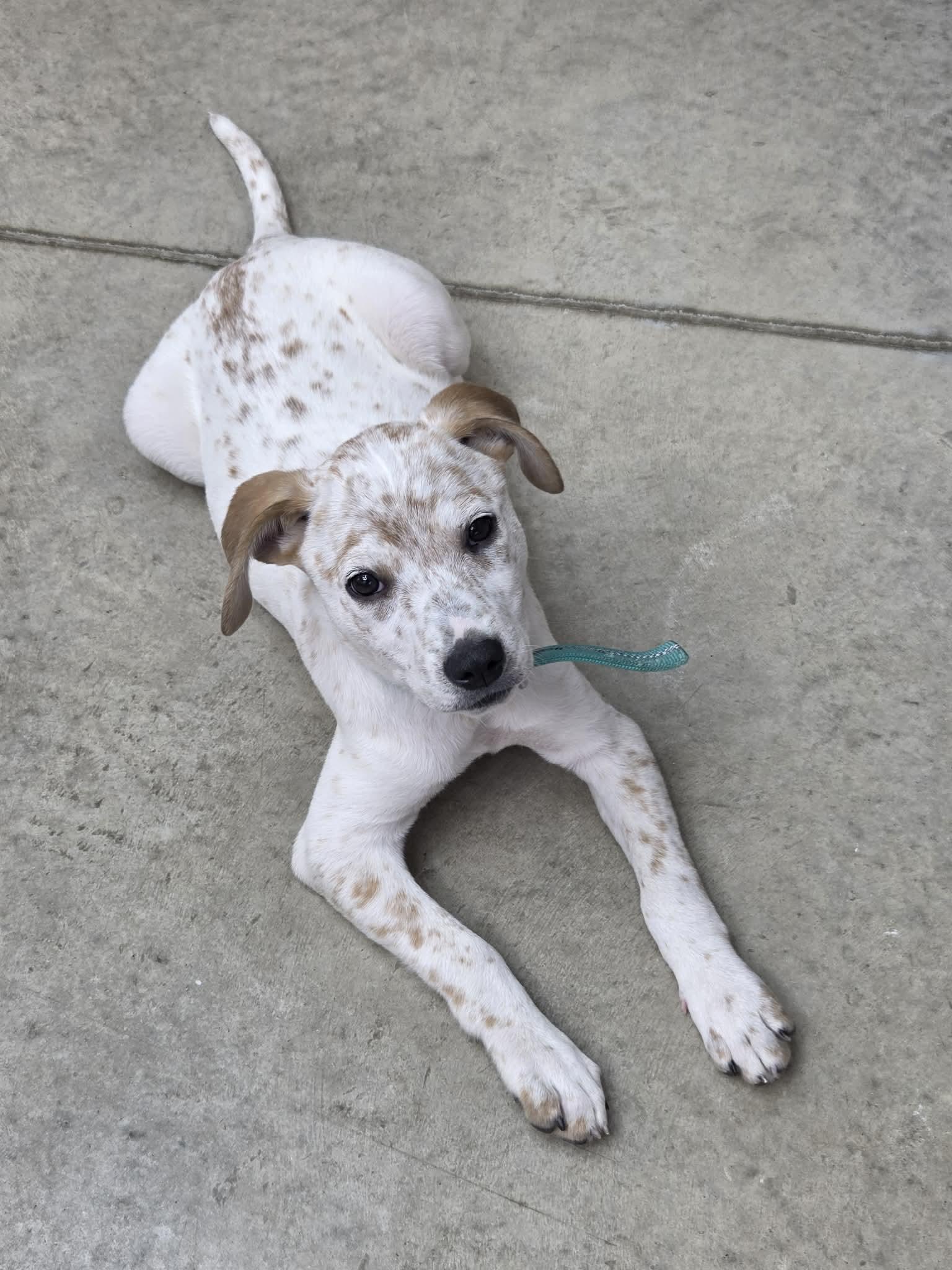 Enlarge Kimber, a Adopted Australian Cattle Dog / Blue Heeler in Columbus, IN image 3/3