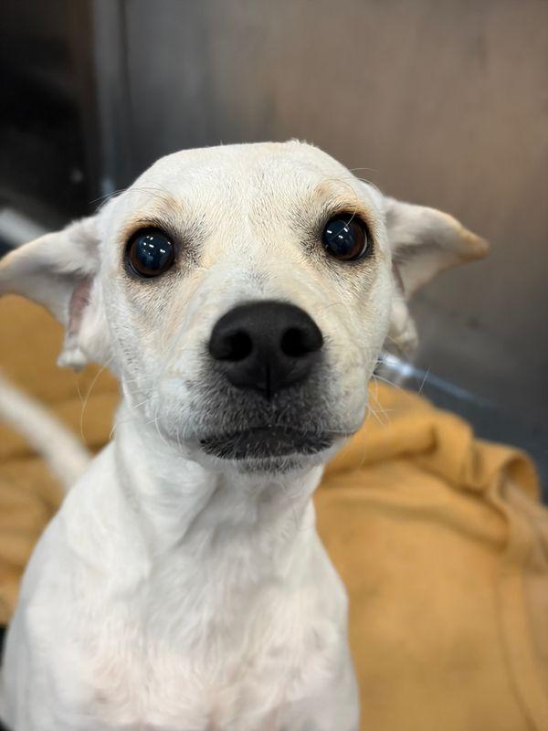 Enlarge Monica, a Adoptable mixed breed in Portland, ME image 2/3