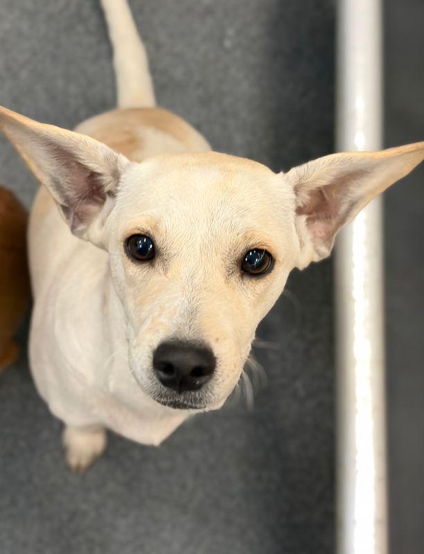 Monica, Adoptable, Puppy Female Rat Terrier.