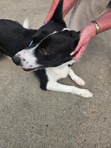 Enlarge Jack, a ADOPTABLE mixed breed in Norton, KS image 4/4
