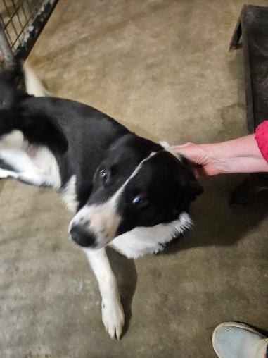Enlarge Jack, a ADOPTABLE mixed breed in Norton, KS image 2/4